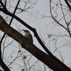 早朝探鳥・善福寺公園の野鳥/2019-1-29