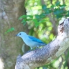 ソライロフウキンチョウ Blue-gray Tanager