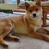 そっけない柴犬。ベタベタしたい飼い主と距離を置きたい柴犬ちゃま。