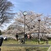 自転車で亀有さくら通り、水元公園、葛西用水桜通り、東綾瀬公園をハシゴ花見