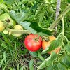 🍅トマトとジューンベリー