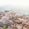 【世界遺産登録20周年】吉野山 「吉野山千本桜」見どころ解説