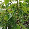 畑の様子　富有柿の花が咲いた