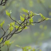 雨の中の若葉。