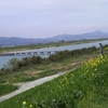 春の吉野川