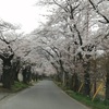 栃木・太平山の桜が見ごろ！遊覧道路をドライブ