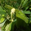 カラスウリの花は宵っ張り