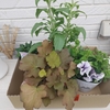 紫陽花を庭に植えると・・・