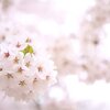 日本一と言われる弘前の桜