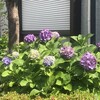 紫陽花