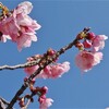 袖ケ浦公園　陽光桜が咲きました