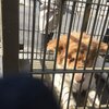 自分が１匹の犬の命を奪ってしまったということ