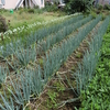 「まー爺」の野菜づくり春夏秋冬