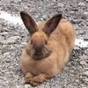 千kmドライブ旅⑭万座温泉日進舘「まごわやさしい」ウサギがたくさん！