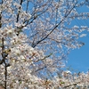 花見川千本桜緑地へ花見に行ってきた