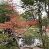 【よつば工房】友泉亭公園に紅葉を見に行きました🍂