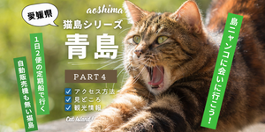 愛媛・青島の猫たちに癒される旅｜行き方と注意点を初心者向けに解説