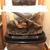 カブトムシと沢蟹！