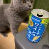 社長、島コテツ226(コテツ　猫　2歳)