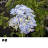 美雲開花　と初めましてのお花