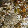 万葉の花、桜はみな「山桜」