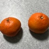 いろいろな柑橘系