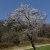 里山の桜　２