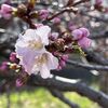 札幌は昨日観測史上最も早い桜の開花となりました