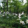 あづま総合運動公園のヤマユリ（福島市）