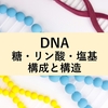 DNAの糖・リン酸・塩基の構成と構造