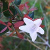 アベリアの花と萼片