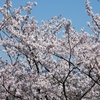 桜が満開！春爛漫な季節です