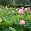 信濃国分寺の蓮の花を見てきた。今年の開花は少し早そう