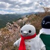 子ペンギンも桜に夢中！下千本へ向かう旅です(吉野お花見の旅その7)(188)