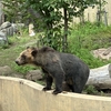 旭山動物園（主にヒグマ）