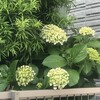 紫陽花