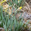 今日の散歩　水仙とムスカリの花！ Narcissus & Muscari