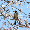 懐かしい手賀沼遊歩道の桜とコイカル