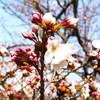 守谷の公園「四季の里」で桜見　〜その名の通り、四季折々の花が少しずつ楽しめる公園〜