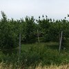 フジ林檎の摘果手伝い～Fuji apple picking assistance