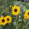 彼岸に咲いた夏の花