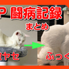 激ヤセし、毛ツヤもガサガサだった猫はFIPドライタイプという恐ろしい病気でした。FIPと闘う猫と飼い主の闘病記録まとめ。