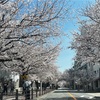 港区の桜の名所が今年で見納め、大阪市港区の桜通り