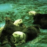 ラッコがいなくなった動物園水族館は ラッコ飼育実績のある施設まとめ アリエスコム Ariescom ラッコがいなくなった動物園水族館は ラッコ飼育実績のある施設まとめ アリエスコム Ariescom
