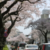 桜の思い出