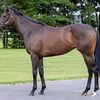 東サラなお馬さん（２歳牝馬）