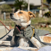 よく働き、よく食べて、よく眠る犬。そろそろ蜂さんが怖い。