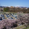 高遠公園の桜②