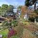 【紅葉も楽しめる！】サンフランシスコの日本茶園（Japanese Tea Garden）でひと息つく
