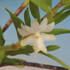 Dendrobium  sp.  ( from.Sabah)